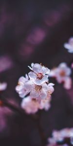 Flores,Macro,Florecer,Floración,Sakura