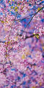 Branches,Fleurs,Rose,Sakura