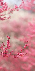 Sakura,Plants,Flowers