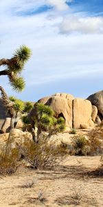 Parc National,Josué,Mojave,Sable,Nature