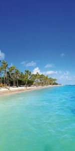 Sand,Palms,Tropics,Nature,Maldives,Beach