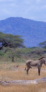 Montagne,Bois,Arbre,Animaux,Zèbres,Savanna,Afrique