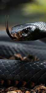 Serpent,Langue,Vénéneux,Écaille,Toxique,Balance,Animaux