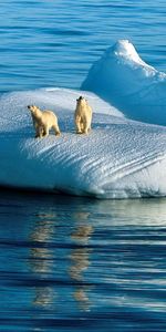 Animales,Hielo,Soñar,Grito,Llorar,Sueño,Osos Polares