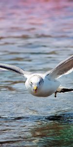 Oiseau,Surface,Mouette,Animaux,Mer