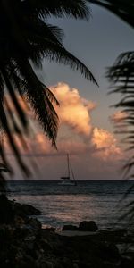 Sea,Branches,Dusk,Twilight,Palms,Boat,Dark