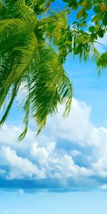 Sea,Clouds,Landscape,Palms