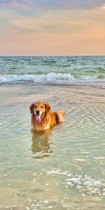 Animales,Agua,Mar,Perro,Marrón,Mascota,Lengua Saliente,Lengua Pegada Hacia Fuera,Perro Perdiguero De Oro,Golden Retriever