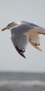 Marin,Vol,Mouette,Animaux,Oiseau,Mer