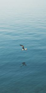 Sea,Gull,Animals,Bird,Flight,Wings,Seagull