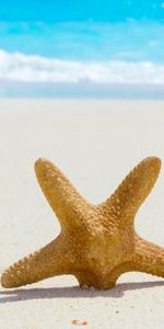 Sea,Landscape,Beach,Starfish,Sand