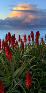 Sea,Landscape,Flowers