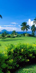 Sea,Landscape,Palms