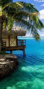 Palms,Mer,Paysage