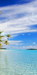 Palms,Paysage,Mer