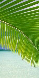 Sea,Landscape,Palms