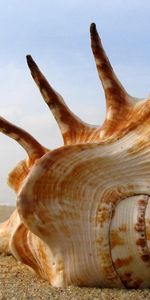 Sea,Landscape,Shells,Beach