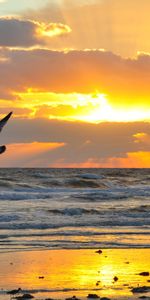 Coucher De Soleil,Mouettes,Paysage,Mer