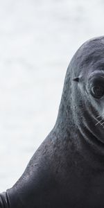 Sea Lion,Animals,Muzzle,Wet