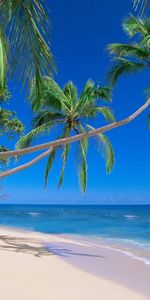 Sea,Palms,Landscape,Beach