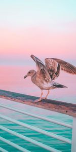 Sea,Pink,Gull,Handrails,Animals,Pier,Seagull,Bird,Pastel