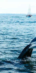 Queue,Animaux,Un Poisson,Prédateur,Poisson,Mer,Baleine