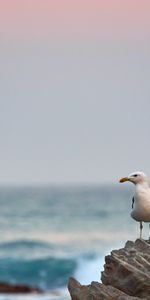 Animales,Pico,Pájaro,Piedra,Gaviota,Una Roca,Mar