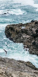 Naturaleza,Mar,Ondas,Las Rocas,Rocas,Gaviota,Pájaro