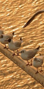 Animales,Mar,Gaviotas,Sentarse,Birds,Rebaño