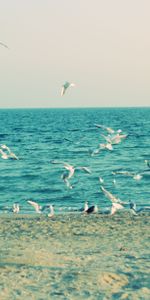 Sea,Shore,Bank,Animals,Seagulls,Waves,Sand