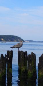 Sea,Shore,Bank,Bird,Stumps,Nature