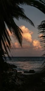 Sea,Twilight,Shore,Bank,Branches,Dusk,Palms,Nature