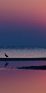 Sea,Water,Heron,Horizon,Reflection,Evening,Nature,Sunset,Sun,Silhouettes,Beach