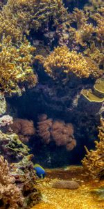 Naturaleza,Fondo Del Mar,Mar,Mundo Submarino,Lecho Marino,Paisaje