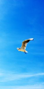 Seagulls,Flight,Animals,Blue Sky