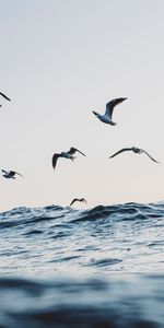 Gaviotas,Ondas,Océano,Oceano,Minimalismo