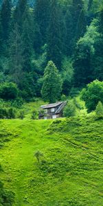 Herbe,Petite Maison,Loger,Intimité,Isolement,Été,Forêt,Nature