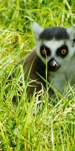 Shadow,Lemur,Grass,Beast,Animals