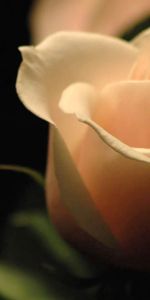 Shadow,Light Coloured,Light,Rose Flower,Rose,Petals,Macro