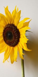 Shadow,Loneliness,Sunflower,Wall,Minimalism