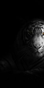 Shadow,Opinion,Big Cat,Sight,Tiger,Predator,Black And White,Animals