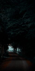 Shadow,Path,Nature,Dark,Forest,Trees