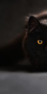 Животные,Черный,Кот,Тень,Взгляд