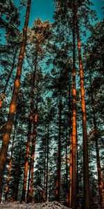 Ombre,Forêt,Arbres,Nature