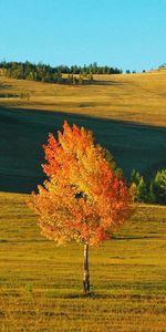 Shadows,Siberia,Birch,Nature,Autumn,Field