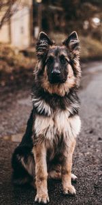 Sheepdog,Sits,Is Sitting,Sheep Dog,Dog,Animals