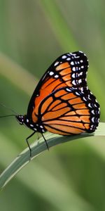 Sheet,Leaf,Animals,Wings,Butterfly,Pattern