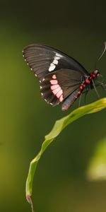 Sheet,Leaf,Animals,Wings,Butterfly,Pattern