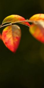 Sheet,Leaf,Branch,Plant,Macro