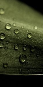 Sheet,Leaf,Dew,Drops,Macro,Dark